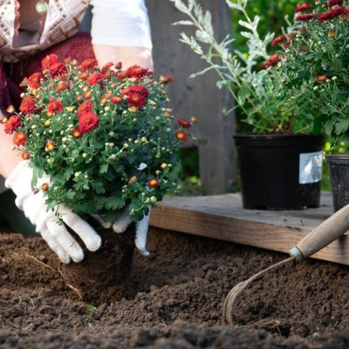 female-gardener-s-hands-planting-red-chrysanthemum-flowers-garden-spring-summer_233809-188