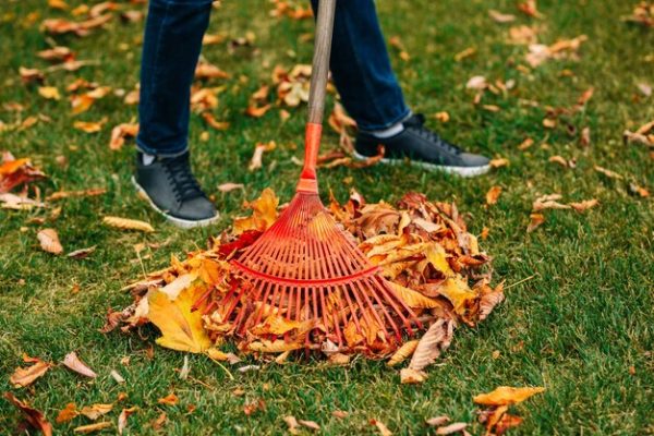 rake-with-fallen-leaves-autumn-gardening-cold-season-cleaning-yellow-leaves-fall_243724-1206 rake-with-fallen-leaves-autumn-gardening-cold-season-cleaning-yellow-leaves-fall_243724-1206