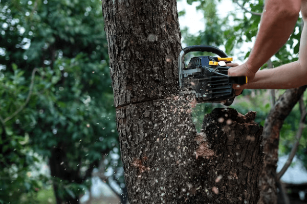 trunk-tree-is-sawn-with-large-saw_254554-26 trunk-tree-is-sawn-with-large-saw_254554-26