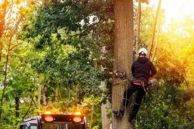 arborist-cutting-down-tree-with-petrol-chainsaw
