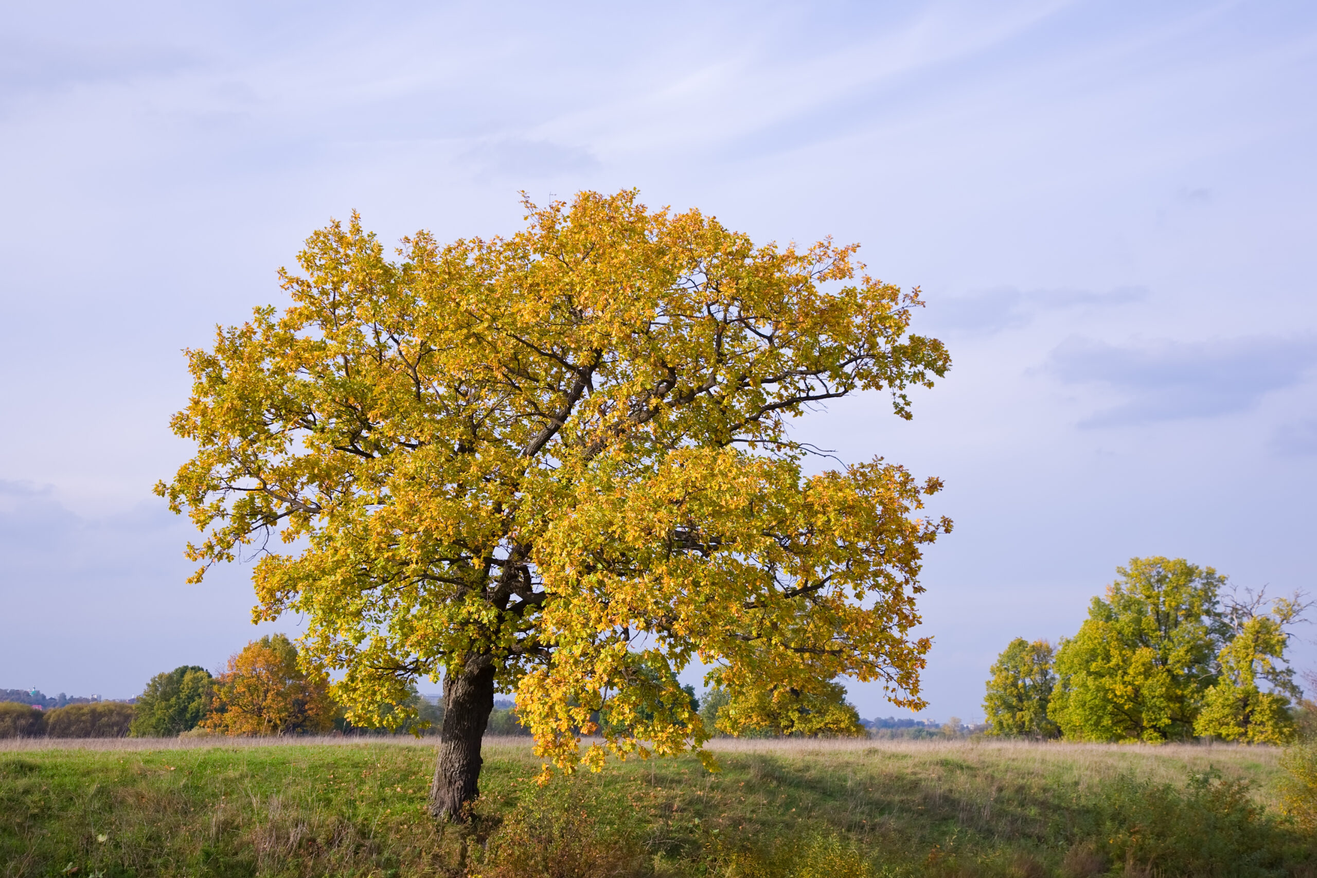 Autumn landscape with big oak on meadow