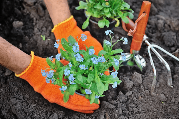 gardeners-hands-planting-flowers-forgetmenot-garden_717472-2378