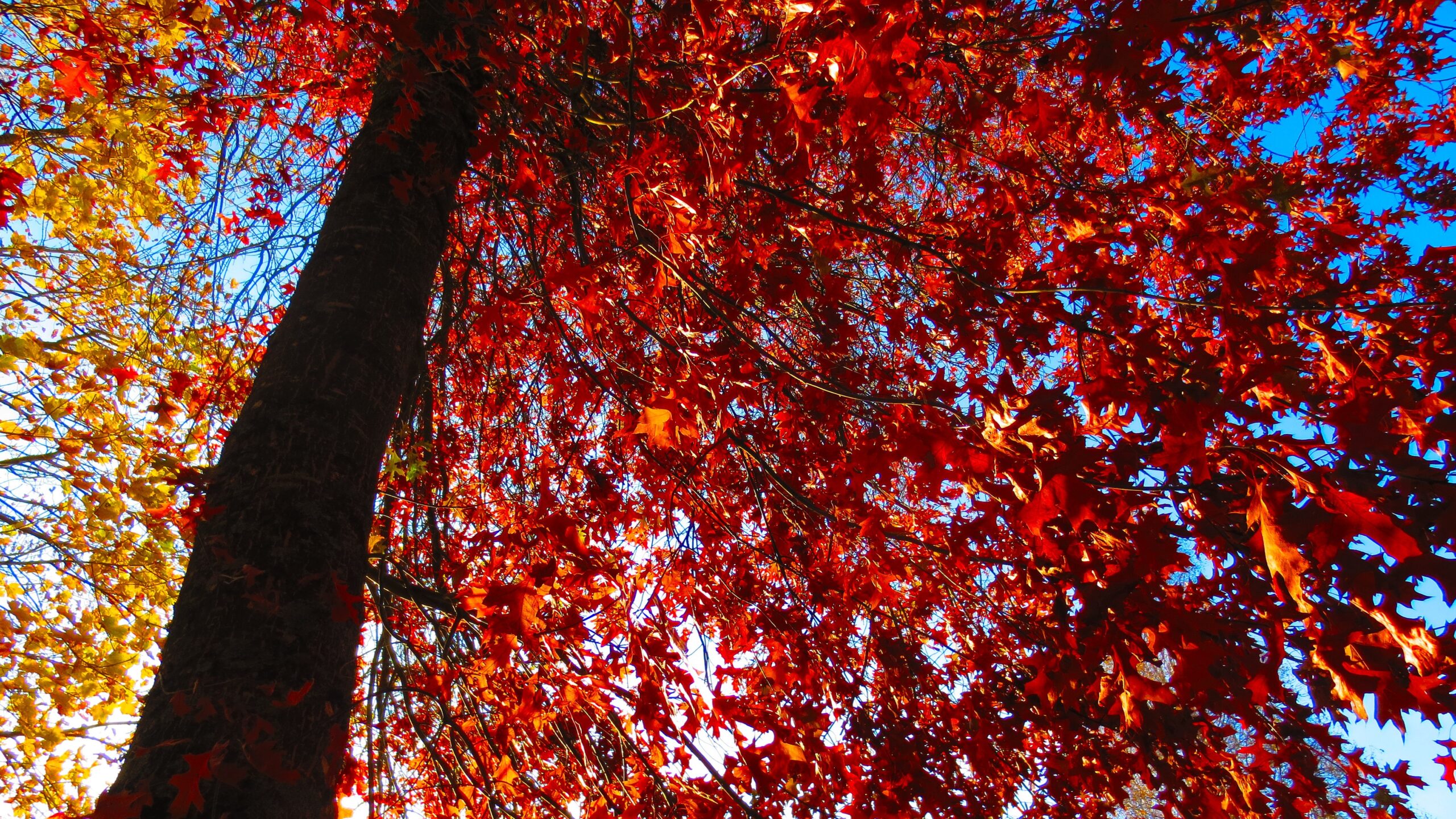 low-angle-shot-red-autumn-leaves-tree
