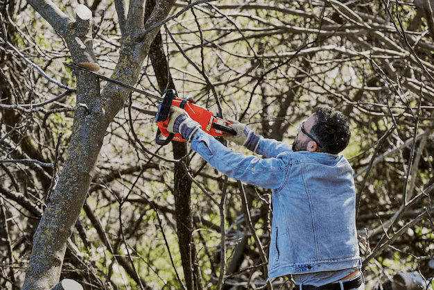 man-with-his-back-turned-is-cutting-down-tree-with-chainsaw